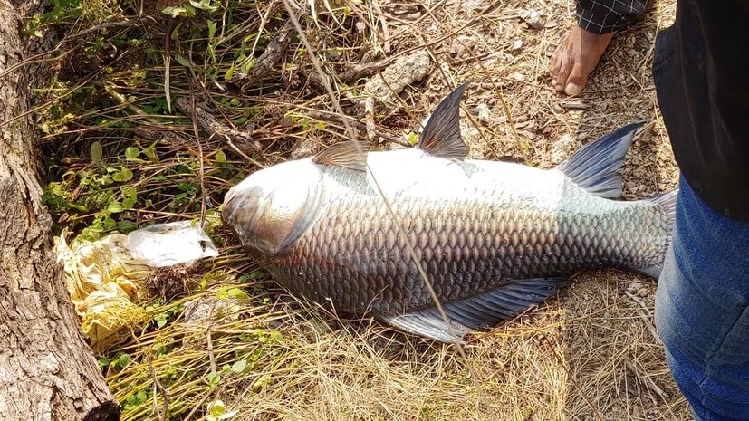 স্থানীয় মৎস্যজীবীরা জানিয়েছেন, শুক্রবার রাতে পাবনার কাজীরহাটের মৎস্যজীবী গুরুদেব হালদার সহ বেশ কয়েকজন মৎস্যজীবী পদ্মা নদীতে মাছ  (Bangla News Huge Katla Fish) ধরতে বের হন । শনিবার ভোররাতে তাঁদের জালে ওই বৃহৎ আকারের কাতলা মাছ ধরা পড়ে। তারপর এই মাছটিকে দৌলতিয়া ফেরিঘাট টার্মিনাল সংলগ্ন বাজারে নিলামে তোলা হয়।