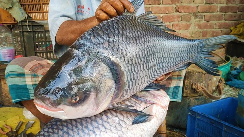 মাছটি দৌলতদিয়া ফেরিঘাট সংলগ্ন মাছের বাজারে নিয়ে যাওয়া হয়। সেখানে ওজন করা হয় মাছটিকে। এরপরেই নিলাম শুরু হয় কাতলা মাছটির। একের পর এক দর হাঁকতে থাকেন ইচ্ছুক ক্রেতারা। অবশেষে ২৫ হাজার ৪০০ টাকায় বিক্রি হয়েছে মাছটি।