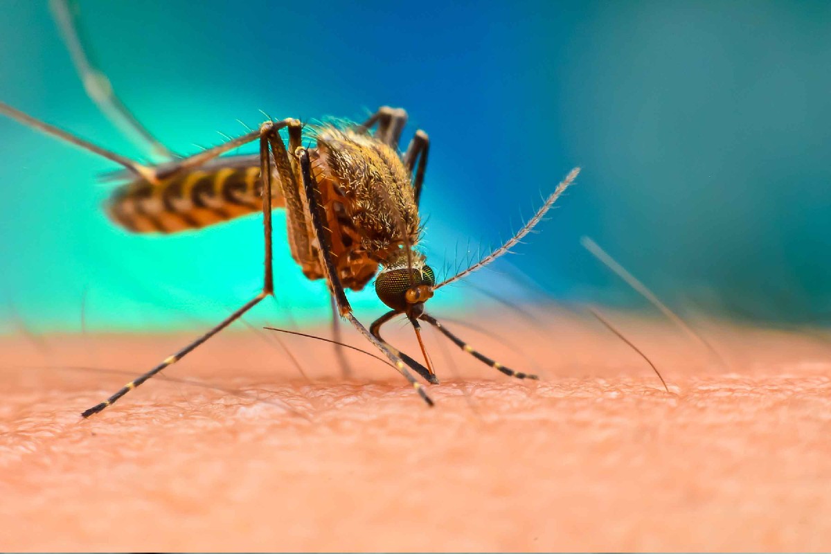 Good Mosquito By China: করোনা এখন অতীত, চিন এবার বানাচ্ছে 'ভাল মশা'! প্রতি সপ্তাহে জন্মাচ্ছে ২ কোটি