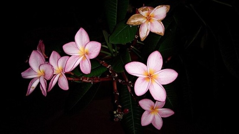 তাজা ফুল দিয়ে ঘর সাজানো রোজ তাজা ফুল দিয়ে ঘর সাজালে প্রণয়ের ভাগ্য প্রসন্ন হয়, দাবি করছে ফেং সুই।
