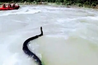 The whole incident was recorded in the camera by the tourist standing nearby.