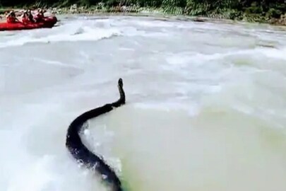 The whole incident was recorded in the camera by the tourist standing nearby.