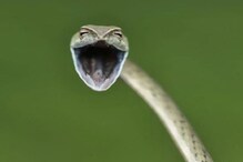 Comedy Wildlife Photography Awards 2021:| Laughing Snake: 'দাঁত কেলিয়ে' সাপকে হাসতে দেখেছেন? বিশ্ব কাঁপানো সেই ছবিই মন জয় করেছে সকলের, দেখুন Comedy Wildlife Photography Awards 2021:| Laughing Snake: 'দাঁত কেলিয়ে' সাপকে হাসতে দেখেছেন? বিশ্ব কাঁপানো সেই ছবিই মন জয় করেছে সকলের, দেখুন