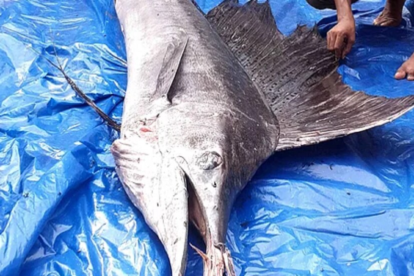 বাংলাদেশের নদীতে ফের সামুদ্রিক মাছের প্রবেশ। কিন্তু তাবলে সমুদ্র থেকে কয়েকশো কিলোমিটার দূরের নাটোরে এল সমুদ্রের সবথেকে দ্রুতগতির মাছ সেইল ফিশ! যা দেখতে রীতিমতো হুড়োহুড়ি লেগে যায়। অথচ সমুদ্র থেকে উত্তরের জেলা নাটোরের দূরত্ব কয়েক শ কিলোমিটার। 