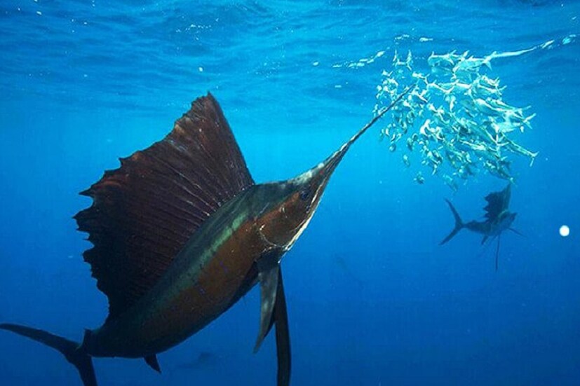 নাটোরের খুব কম মানুষেরই সামুদ্রিক মাছ দেখার অভিজ্ঞতা আছে। তাই স্থানীয় এলাকায় সেইল ফিশ দেখতে আগ্রহের অন্ত নেই। সমুদ্রের সবচেয়ে দ্রুতগতির মাছ বলে পরিচিত সেইল ফিশ।