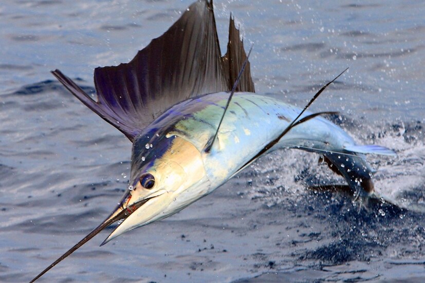 নাটোরে আসা পাঁচ ফুটের বেশি লম্বা সেইল ফিশটি। ওজন ৪৭ কেজি। ধূসর বর্ণের মাছটির মুখে রয়েছে অন্তত দেড় ফুট লম্বা শুঁড়। এলাকার সকলেই বলছে, এ ধরনের মাছ তারা কখনও চোখে দেখিনি। 