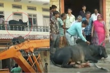 দ্বোতলায় উঠে পড়ল ২০০ কেজি ওজনের ষাঁড়, নামাতে গিয়ে হিমশিম খেল পাড়ার লোক দ্বোতলায় উঠে পড়ল ২০০ কেজি ওজনের ষাঁড়, নামাতে গিয়ে হিমশিম খেল পাড়ার লোক