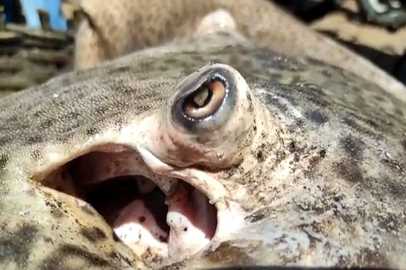 হাওড়া মাছবাজারে এল এক বিশাল আকারের শংকর মাছ। যার ওজন প্রায় ৫২ কেজি বলে জানা গিয়েছে। চিতা শঙ্কর নামে পরিচিত এই মাছ। মাছের গায়ে চিতা বাঘের মতো ছোপ ছোপ দাগ থাকায় চিতা শঙ্কর নামে ডাকা হয় এই মাছকে। হাওড়া মাছবাজারে এল এক বিশাল আকারের শংকর মাছ। যার ওজন প্রায় ৫২ কেজি বলে জানা গিয়েছে। চিতা শঙ্কর নামে পরিচিত এই মাছ। মাছের গায়ে চিতা বাঘের মতো ছোপ ছোপ দাগ থাকায় চিতা শঙ্কর নামে ডাকা হয় এই মাছকে।