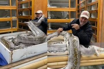 Viral video: রক্ষককে কামড়ে ক্ষতবিক্ষত করল বিরাট সাপ! রক্তারক্তি কাণ্ড দেখে অবাক নেটিজেন