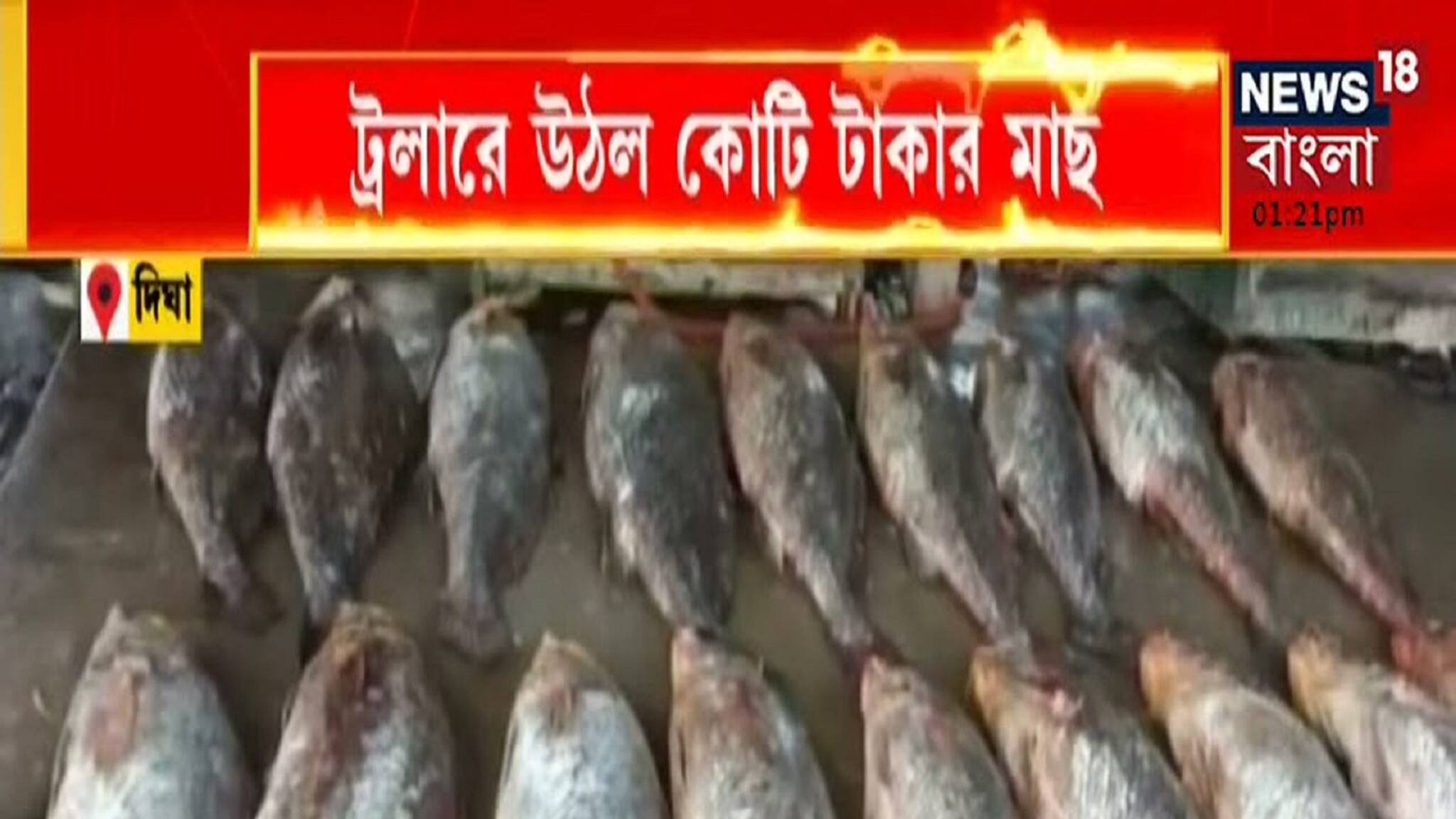 কোটি টাকার fish দেখেছেন, Digha বাজারে শোরগোল, দেখুন Bangla News Video