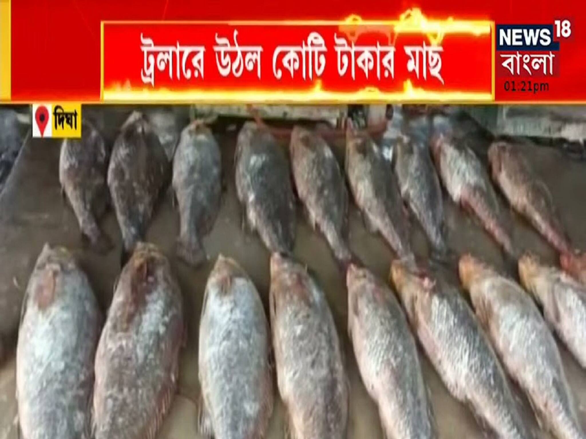কোটি টাকার fish দেখেছেন, Digha বাজারে শোরগোল, দেখুন Bangla News Video