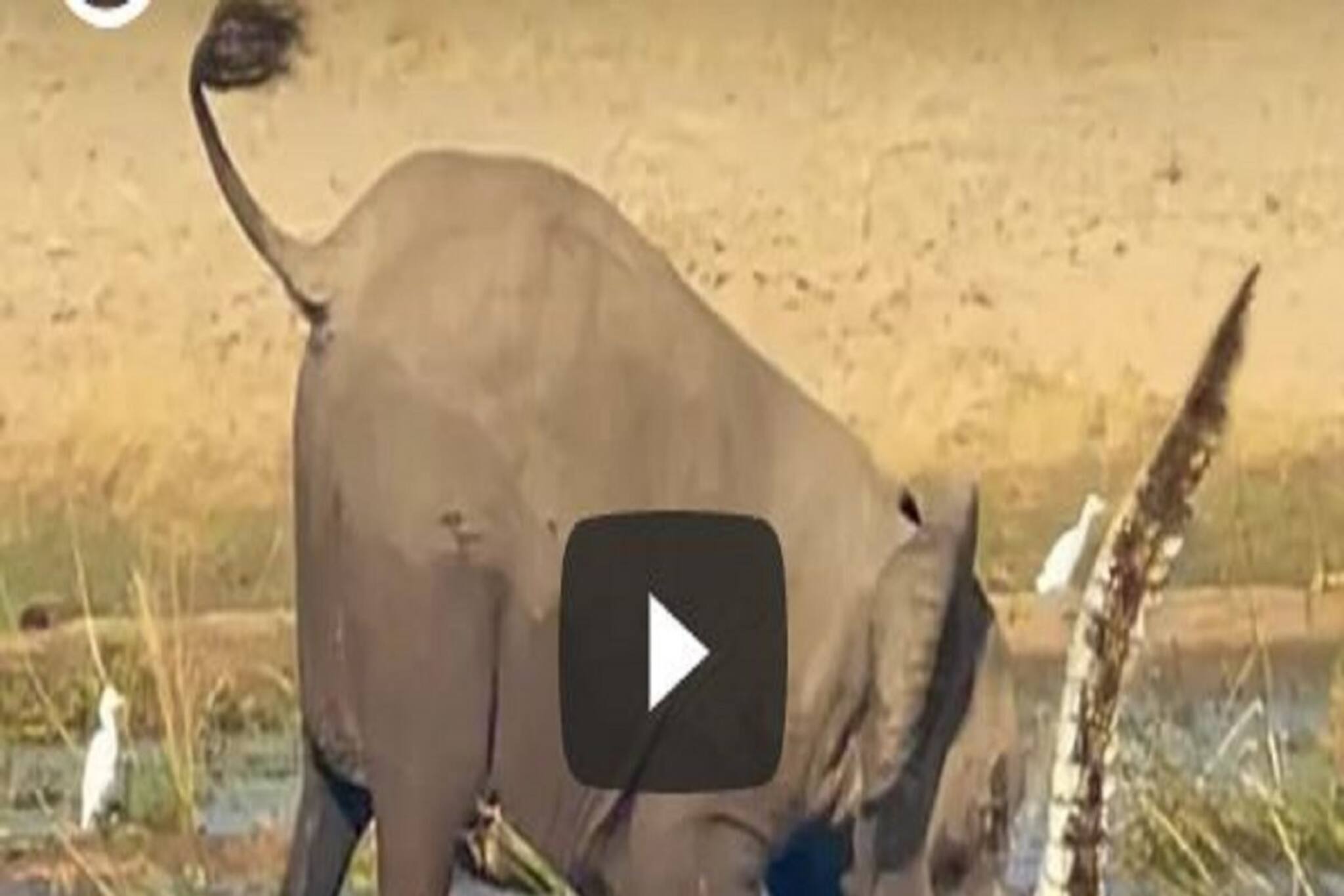 বাচ্চাকে বাঁচাতে কুমিরের একি দশা করল মা হাতি !  দেখুন ভাইরাল ভিডিও