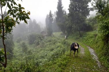 পুজোয় পাহাড়ের ছোট্ট গ্রামে কাটান...