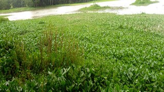 ডোবার মধ্যে ওটা কী? সাংঘাতিক! সুপার মার্কেটের লোকজন সামনে গিয়ে দেখলেন...