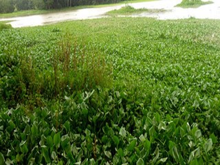 ডোবার মধ্যে ওটা কী? সাংঘাতিক! সুপার মার্কেটের লোকজন সামনে গিয়ে দেখলেন...