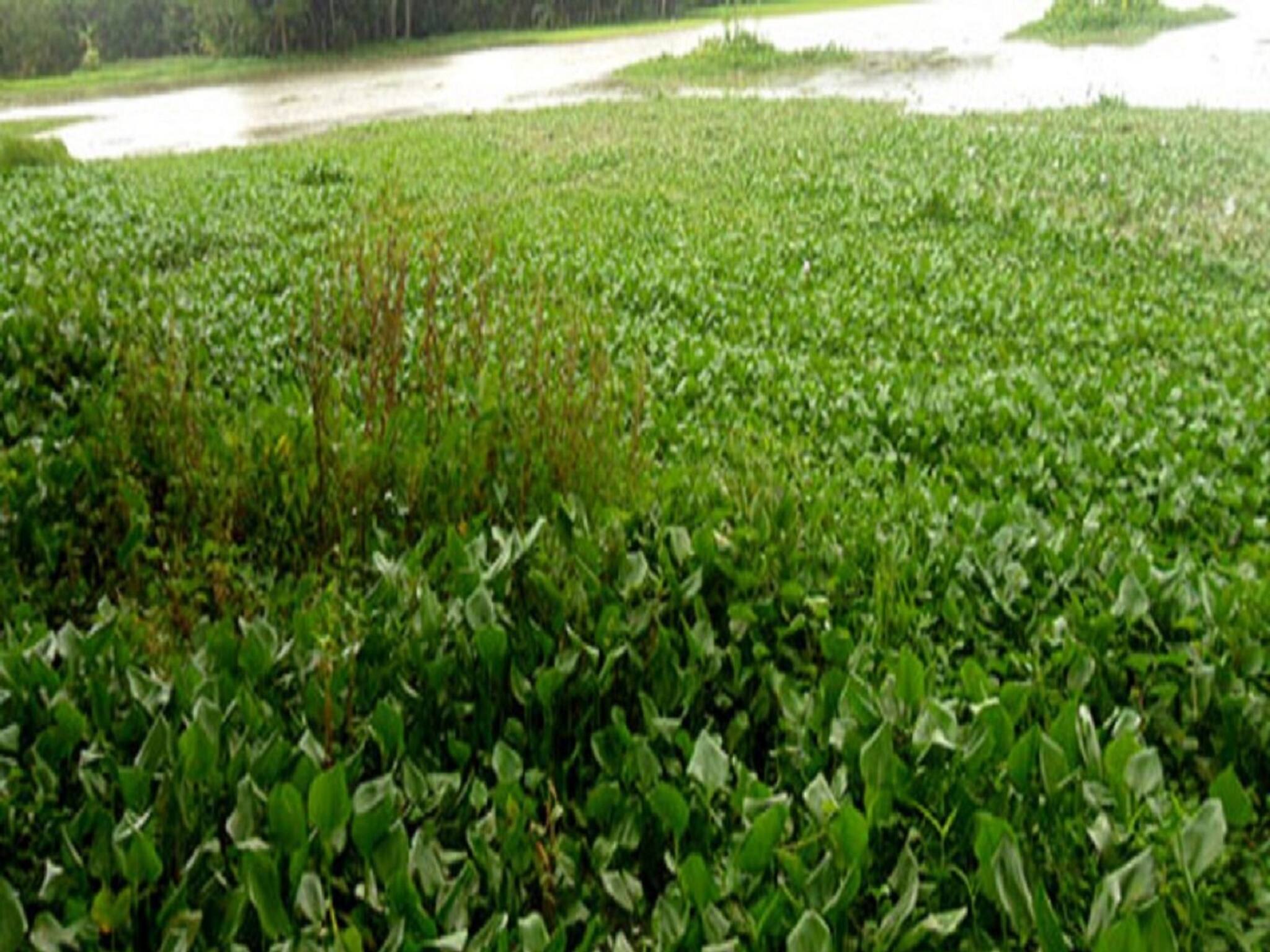 Bangla News | Woman Dead Body: ডোবার মধ্যে ওটা কী? সাংঘাতিক! সুপার মার্কেটের লোকজন সামনে গিয়ে দেখলেন...