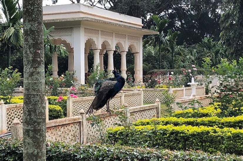 উগান্ডার বাংলোর এলাকা অনেকটাই বড়, সেখানে জুহি চাউলা একশোটি ময়ূরও পুষেছেন ৷ (ছবি সৌজন্যে ইনস্টাগ্রাম) ৷