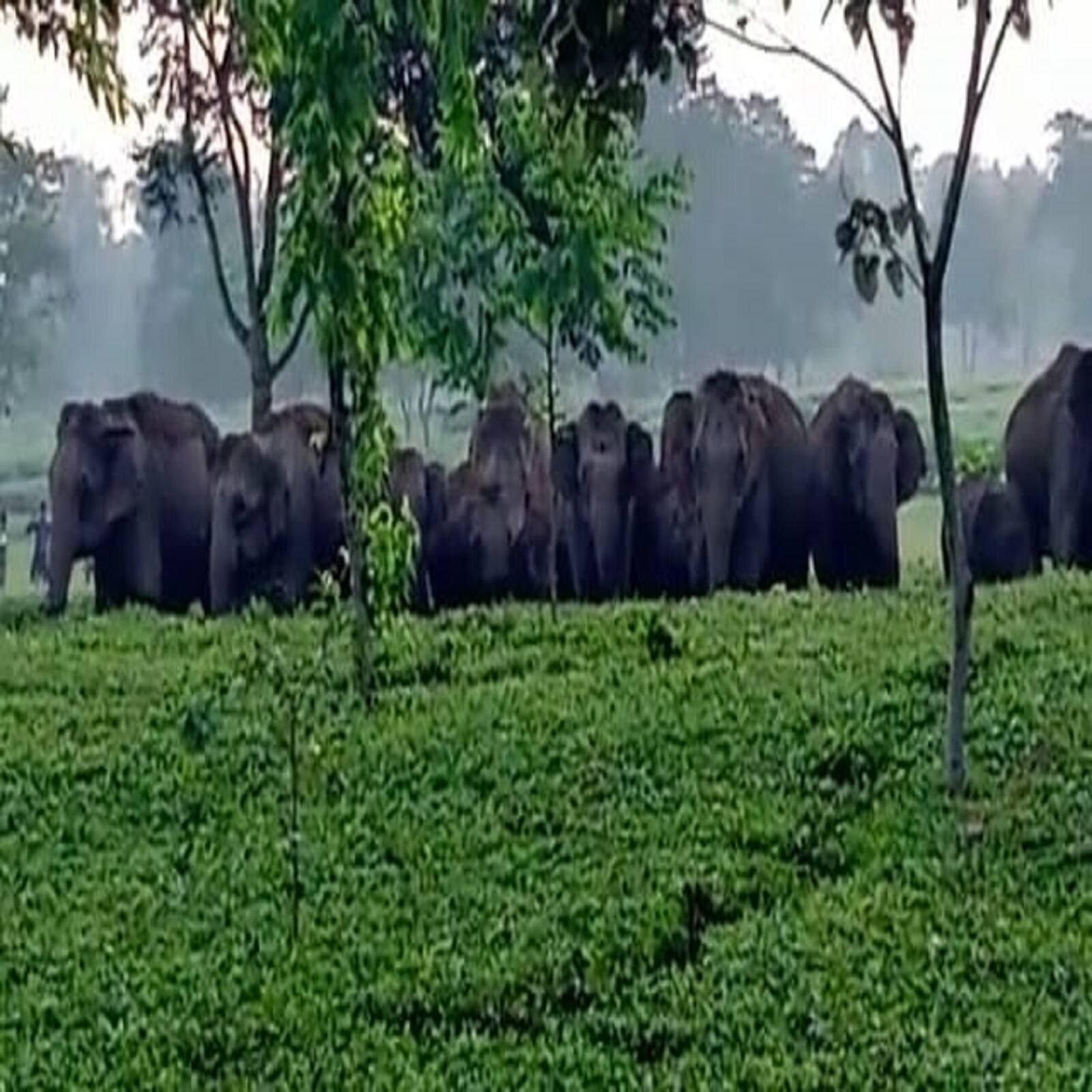ছবি-- রকি চৌধুরী।