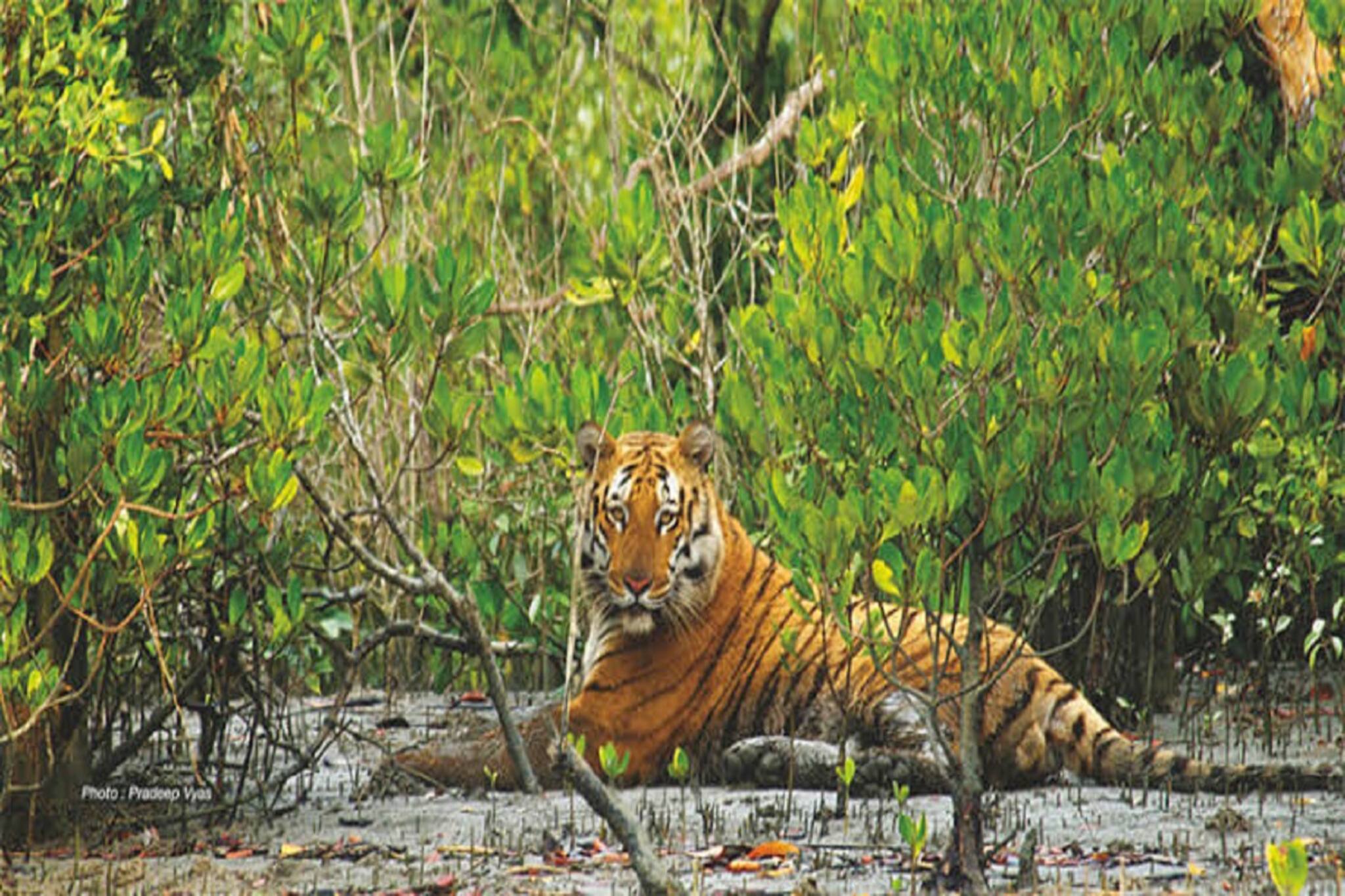 পুজোয় পর্যটকদের জন্য সুখবর, খুলে গেল সুন্দরবন পর্যটন