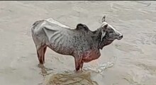উত্তাল দামোদরের ভেসে গিয়েছিল কঙ্কালসার ষাঁড়, বহু চেষ্টার পরে উদ্ধার
