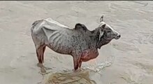 ভোট পুজোর উচ্ছ্বাস থেকে দুর্গাপুজোর ঐতিহ্য, জেলার সব গুরুত্বপূর্ণ খবর... ভোট পুজোর উচ্ছ্বাস থেকে দুর্গাপুজোর ঐতিহ্য, জেলার সব গুরুত্বপূর্ণ খবর...
