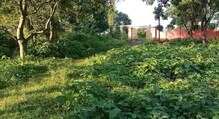 বর্ষার পরে বেহাল শ্মশানঘাট, সংস্কারের দাবি স্থানীয়দের বর্ষার পরে বেহাল শ্মশানঘাট, সংস্কারের দাবি স্থানীয়দের