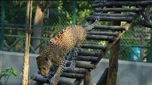 ঝাড়গ্রাম ডিয়ার পার্ক থেকে পালিয়ে গেল চিতাবাঘ, খোঁজে জোর তল্লাশি