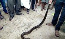 গৃহস্থের গোয়াল ঘর থেকে উদ্ধার বিশাল আকৃতির পাইথন, দেখুন ভিডিও... গৃহস্থের গোয়াল ঘর থেকে উদ্ধার বিশাল আকৃতির পাইথন, দেখুন ভিডিও...