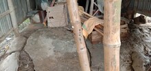 তিস্তার জলপ্লাবনে সর্বসান্ত বাহিরচরের বাসিন্দারা, উদ্বিগ্ন প্রশাসনও