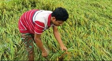 নিম্নচাপের বৃষ্টিতে নষ্ট ধানের জমি, কপালে চিন্তার ভাঁজ চাষীদের নিম্নচাপের বৃষ্টিতে নষ্ট ধানের জমি, কপালে চিন্তার ভাঁজ চাষীদের