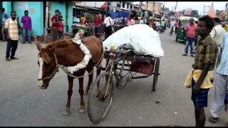 ভ্যান রিকশার সাথে ঘোড়া বেঁধে এক্কাগাড়ি বানালেন চাপড়ার ফিরোজ শেখ