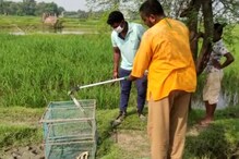 মিনাখাঁয় বন দফতরের হাতে উদ্ধার বিষধর আল কেউটে সাপ মিনাখাঁয় বন দফতরের হাতে উদ্ধার বিষধর আল কেউটে সাপ