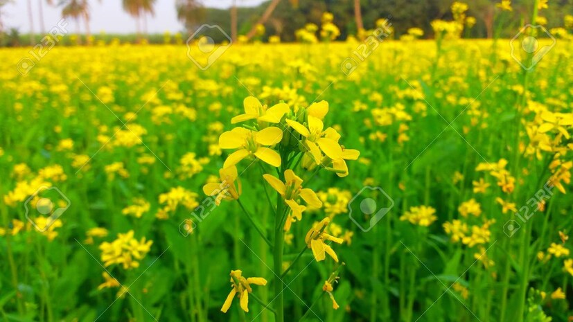গত সপ্তাহের তুলনায় ৪৫০ টাকা বেড়ে এই সপ্তাহের শেষে দাম দাঁড়িয়েছে ১৮,০০০ টাকা ক্যুইন্টাল হয়েছে ৷ পাক্কি ঘানির তেলের দাম ৪০ টাকা হয়েছে ২,৭০৫ টাকা ২,৭৪৫ টাকা হয়েছে ৷ প্রতীকী ছবি ৷