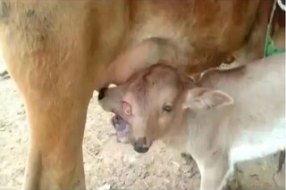  দুই মাথা-তিন চোখ নিয়ে ভূমিষ্ঠ হল গো-শাবক, গ্রামে যেন উৎসব! তুমুল ভাইরাল এই ভিডিও...