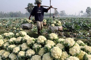 নষ্ট ক্ষেতভরা ফুলকপি (প্রতীকী চিত্র)