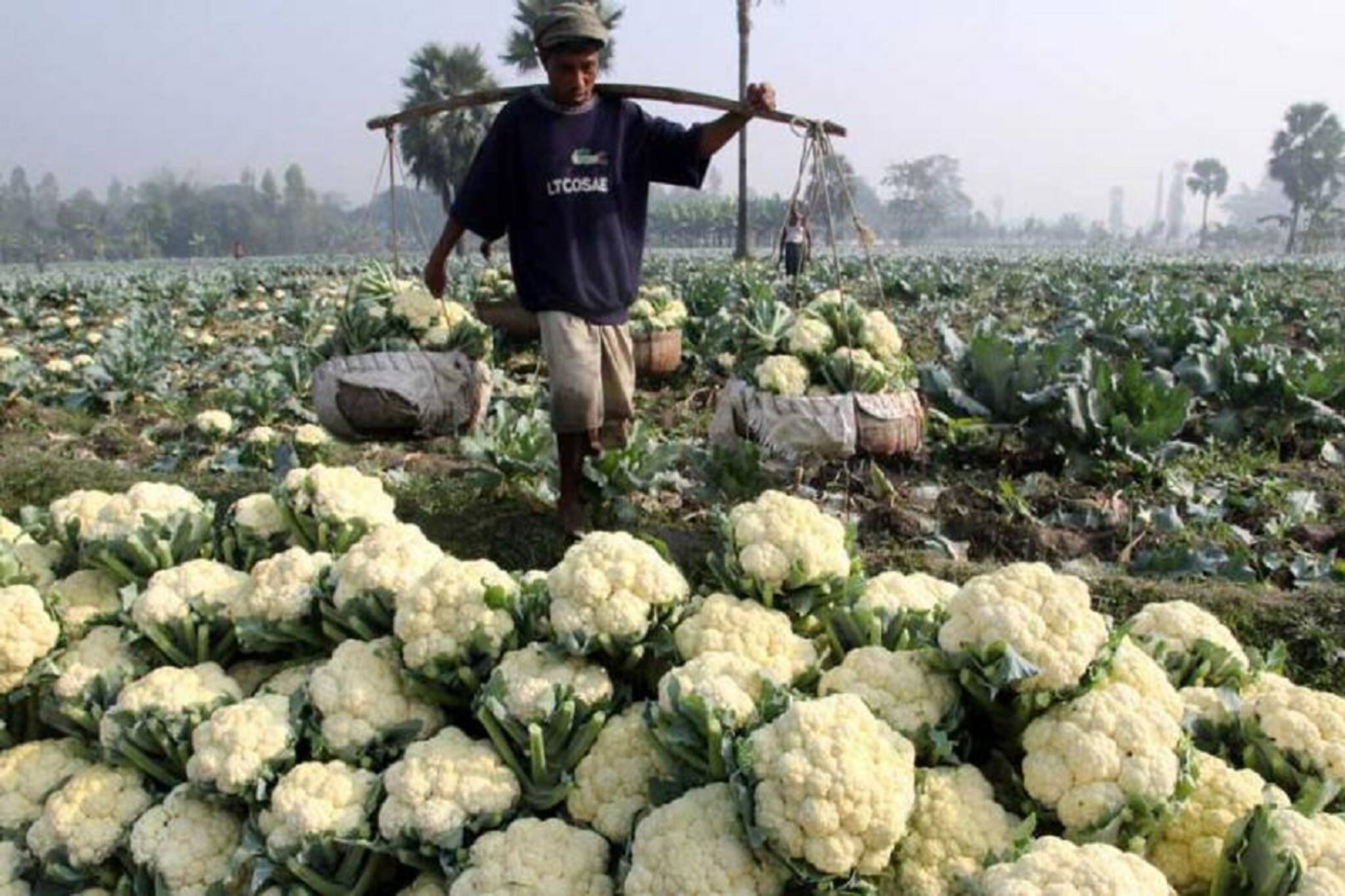 North 24 Parganas News: ক্ষেত-ভরা ফুলকপি, হঠাৎ নষ্ট! অশোকনগরের ঘটনায় উঠছে অদ্ভূত অভিযোগ