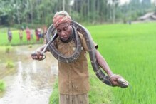 গলায় বিষধর কিং কোবরা পেঁচিয়ে খেলা দেখাতে গিয়ে ছোবল, মৃত্যু বৃদ্ধের! ভাইরাল ভিডিও গলায় বিষধর কিং কোবরা পেঁচিয়ে খেলা দেখাতে গিয়ে ছোবল, মৃত্যু বৃদ্ধের! ভাইরাল ভিডিও