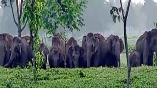 খাবারের খোঁজে রাত থেকে মালবাজারের গ্রামে-চা বাগানে তাণ্ডব হাতির দলের! 