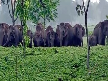 খাবারের খোঁজে রাত থেকে মালবাজারের গ্রামে-চা বাগানে তাণ্ডব হাতির দলের! 