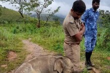মায়ের কাছে ফিরিয়ে দেওয়ার কৃতজ্ঞতা, আধিকারিককে শুঁড়-আলিঙ্গন হস্তীশাবকের মায়ের কাছে ফিরিয়ে দেওয়ার কৃতজ্ঞতা, আধিকারিককে শুঁড়-আলিঙ্গন হস্তীশাবকের