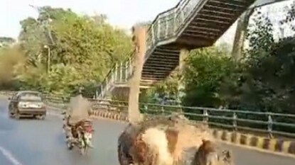 Viral Video of Ostrich Viral Video of Ostrich