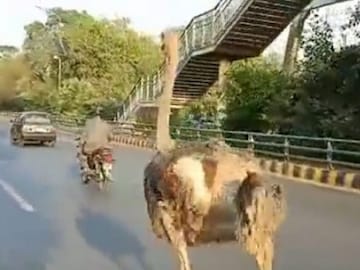 Viral Video of Ostrich