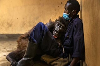 'বন্ধু'র বুকে মাথা রেখে সেলফি-কুইন সেই গরিলার মৃত্যু, দাকাশি-কে হারিয়ে স্তম্ভিত বিশ্ব!