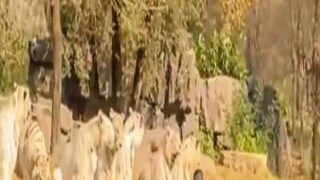 Viral Video: crazy idiot confronts 11 white tigers jumping from his car at zoo- Photo Courtesy- Youtube/ Video Grab Viral Video: crazy idiot confronts 11 white tigers jumping from his car at zoo- Photo Courtesy- Youtube/ Video Grab