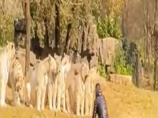 Viral Video: crazy idiot confronts 11 white tigers jumping from his car at zoo- Photo Courtesy- Youtube/ Video Grab 
