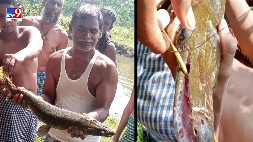 প্রকৃতপক্ষে, এই প্রাণীর দেহ, যা দেখতে মাছের মতো, কিন্তু মাথাটি মাছ নয় বরং কুমিরের মতো দেখতে। শরীরে ফুটে ওঠা ডোরাগুলোও কুমিরের মতো।