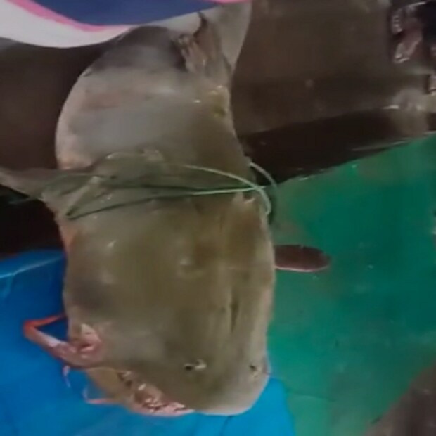বাজারে আনার পর মাছটিকে ঘিরে তুমুল আলোড়ন পড়ে যায়। মাছটি আকারে এতই বড় ছিল, তার পিঠের উপরও বসতে দেখা যায় কাউকে-কাউকে। ওই অঞ্চলে বড় মাছ ধরা পড়ার ট্র্যাডিশন থাকলেও এত বড় মাছ সাম্প্রতিক কালে ধরা পড়েনি বলেই দাবি স্থানীয় মৎস্যজীবীদের।