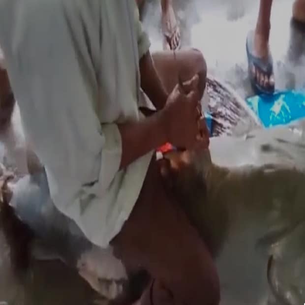 এই মাছ ব্রহ্মপুত্র নদে প্রায়ই ধরা পড়ে। তবে এত বড় আকারের মাছ আগে কখনও ধরা পড়েছে বলে মনে করতে পারছেন না স্থানীয় মাছ ব্যবসায়ীরা। বাজারে এই মাছটি নিয়ে আসার পর প্রায় সঙ্গে সঙ্গে খবর ছড়িয়ে পড়ে। মাছটিকে দেখার জন্য দলে দলে লোক আসতে শুরু করে। সঙ্গে ছিল ছবি তোলার হিড়িক। 