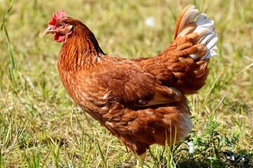 প্রতিদিন আপনার শরীরে কতটা প্রোটিন জরুরি, জেনে নিন...