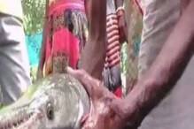 জালে উঠে এল আজব প্রাণী! মাছ না কুমির? শোরগোল ধানবাদে... জালে উঠে এল আজব প্রাণী! মাছ না কুমির? শোরগোল ধানবাদে...